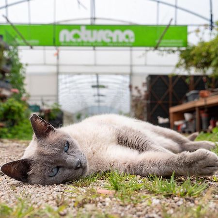 Naturena Agro-Turismo Pensionat Durrães Exteriör bild