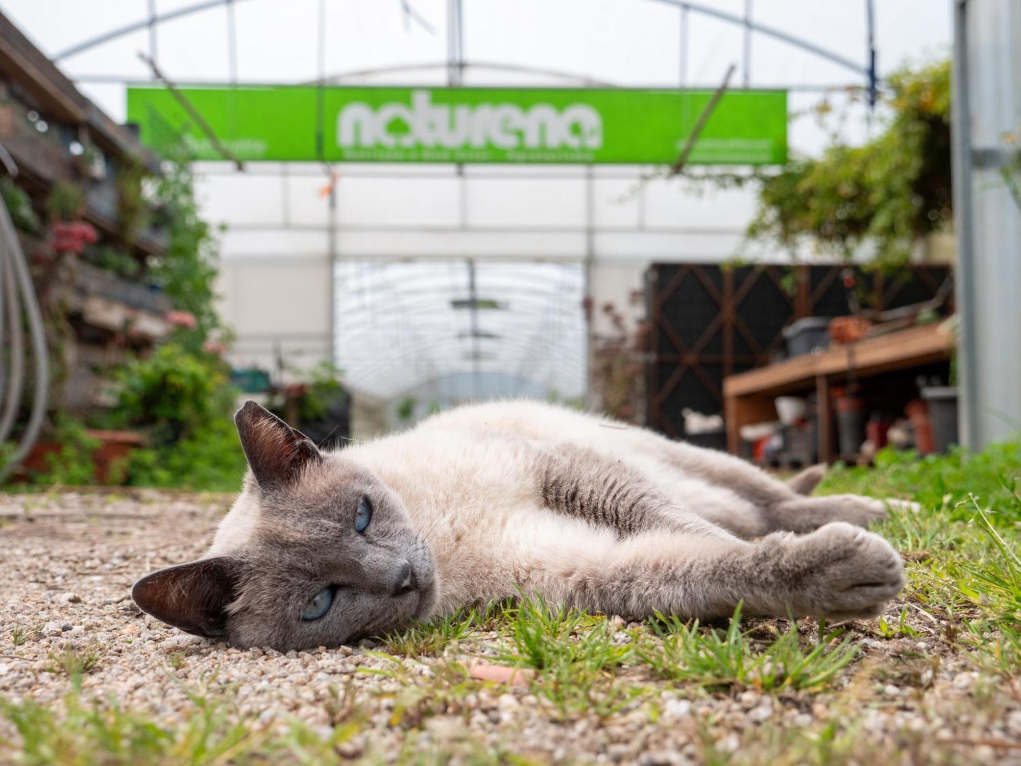 Naturena Agro-Turismo Pensionat Durrães Exteriör bild